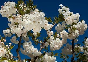 Mt Fuji Flowering Cherry